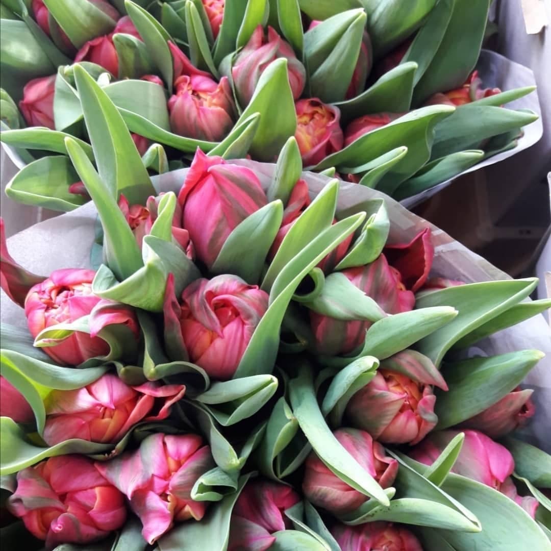 Nahaufnahme gebündelter gefüllter Tulpen in Rosa- und Rottönen